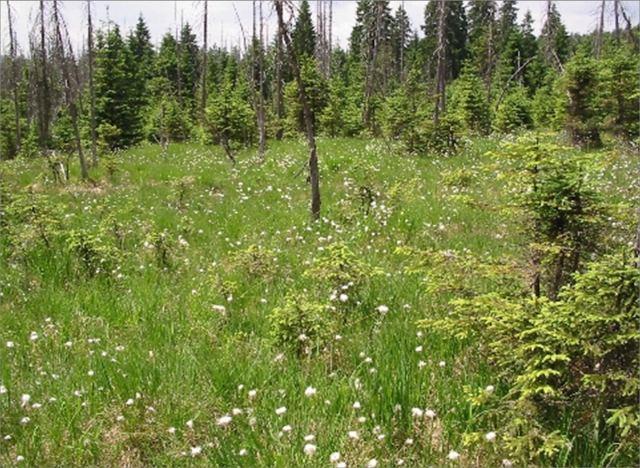 Flora i fauna izerskich torfowisk