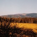 Graniczny Wierch 7 kwietnia 1996 r. z widocznym wylesieniem opodal wierzchoka (fot. A. Lipin)